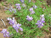 Summer '06 Sunriver 525 